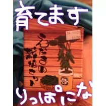 NATSUMI