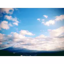 本城 椿