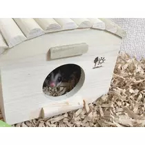 ヤシの木 ここな