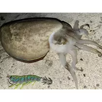 ハル