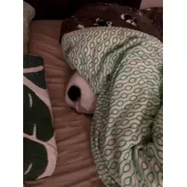 さくら