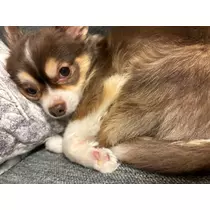 さな