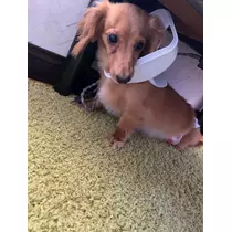 椿