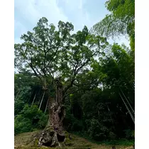 ここな