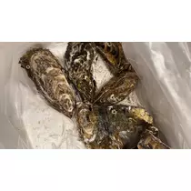 橘 美咲