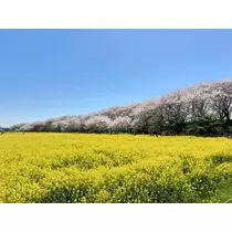 涼宮 かごめ