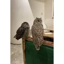 ひじり
