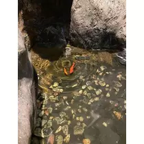 白石 愛莉
