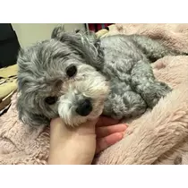 うづき ふうか