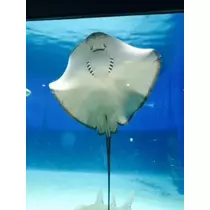 ゆかり