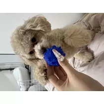 にこる