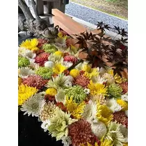 紫月 あやか