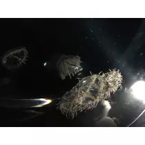 七星 夏純