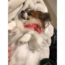 あいら