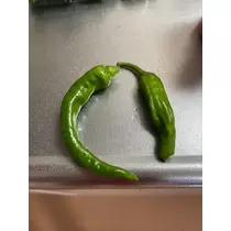 美月