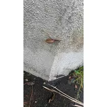 和田 わた