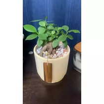 夢咲 さくら