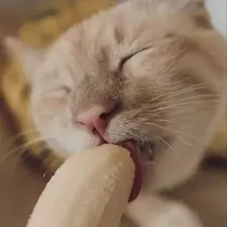 紫音