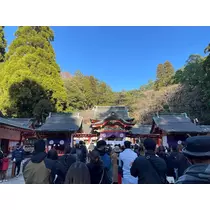 椿