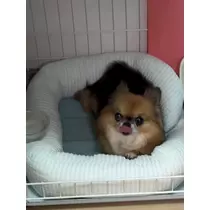 めい
