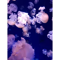 あいり