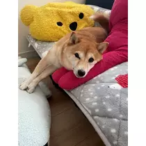 ツンデレかなの