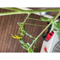 美月