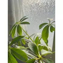 緑 四葉