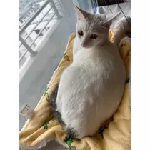 橘 美咲