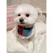 夏樹 あや