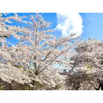 香川 ゆい