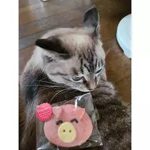 ひな