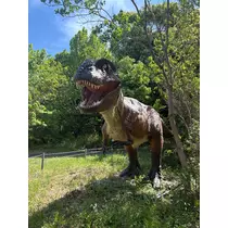 あおい