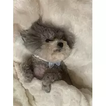 うづき ふうか
