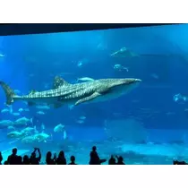 あやの
