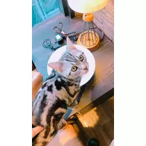 ちさ