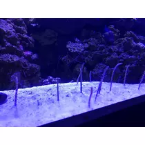 あや