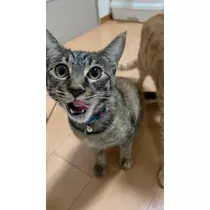 ユズ