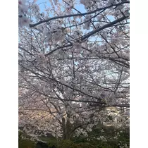 なな