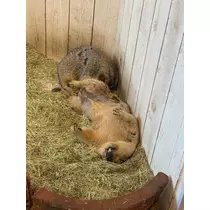ひなの
