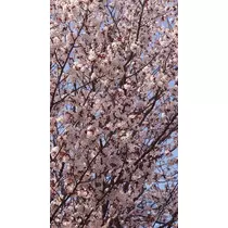 のはら かすみ