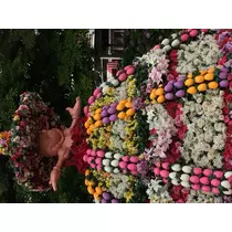 蓮