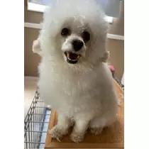 立華 碧
