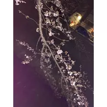 橘 美桜