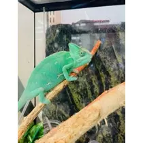 ゆかり