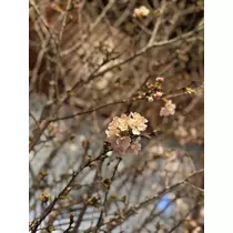 椿