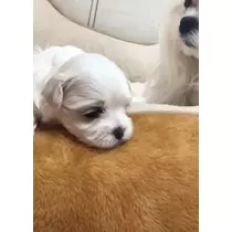 未来