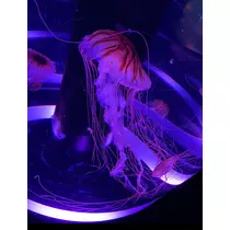 七星 夏純
