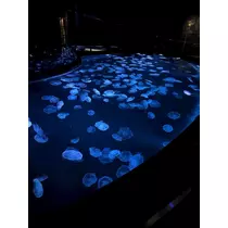 ゆうり