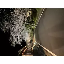 アユ